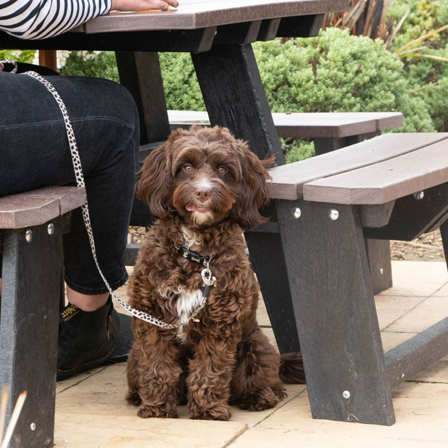 Your local dog friendly pub in Almondsbury